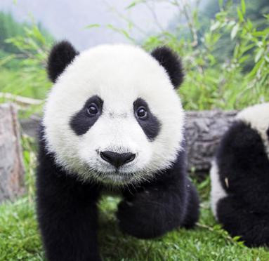 熊猫宝宝也双双  旅加大熊猫诞下双胞胎